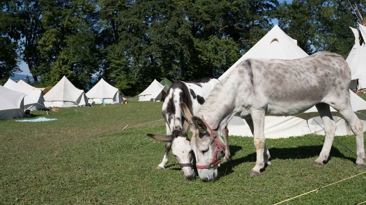 Kinderzeltdorf_Pferde