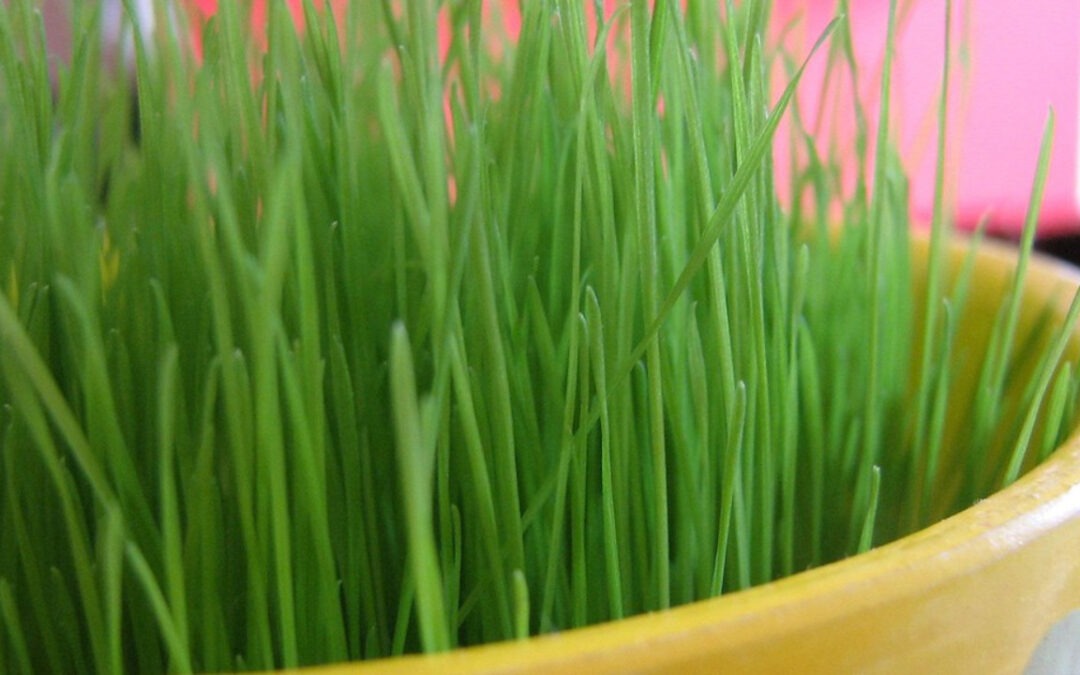 Ostergras-Säen am Palmsonntag, den 29. März